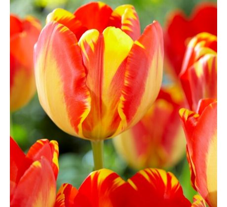 Tulipa - Banja Luka/10ks v balení