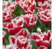 Tulipa - New Santa