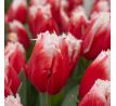 Tulipa - New Santa