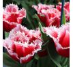 Tulipa - New Santa