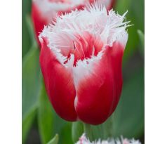 Tulipa - New Santa