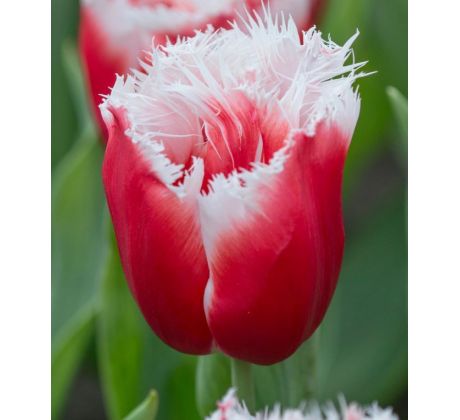 Tulipa - New Santa