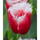Tulipa - New Santa