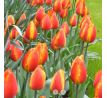 Tulipa - Apeldoorn´s Elite/10ks v balení