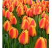 Tulipa - Apeldoorn´s Elite/10ks v balení