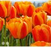 Tulipa - Apeldoorn´s Elite/10ks v balení