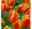 Tulipa - Apeldoorn´s Elite/10ks v balení