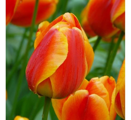 Tulipa - Apeldoorn´s Elite/10ks v balení