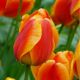 Tulipa - Apeldoorn´s Elite/10ks v balení