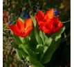 Tulipa - praestans Zwanenburg/10ks v balení