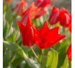 Tulipa - praestans Zwanenburg/10ks v balení