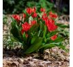Tulipa - praestans Zwanenburg/10ks v balení