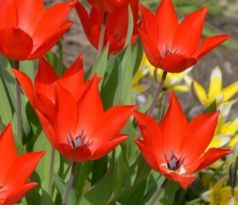 Tulipa - praestans Zwanenburg/10ks v balení