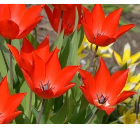 Tulipa - praestans Zwanenburg/10ks v balení