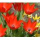 Tulipa - praestans Zwanenburg/10ks v balení