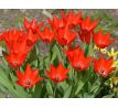 Tulipa - praestans Zwanenburg/10ks v balení