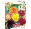 Dahlia - LP Cactus mixed/5ks