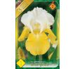 Iris - germanica White & Yellow