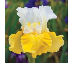 Iris - germanica White & Yellow