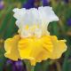 Iris - germanica White & Yellow