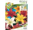 Lilium asiatic - mixed 5 ks