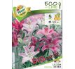 Lilium oriental - mixed 5 ks