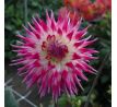Dahlia Cactus - Electric Light
