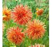 Dahlia Cactus - Rejmans Firecracker