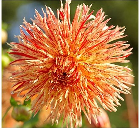 Dahlia Cactus - Rejmans Firecracker