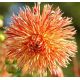 Dahlia Cactus - Rejmans Firecracker