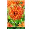Dahlia Cactus - Rejmans Firecracker