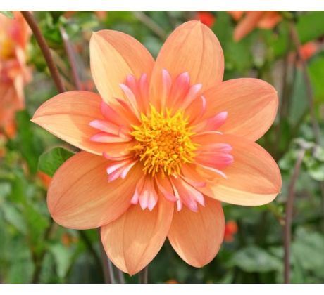 Dahlia - Kelsey Annie Joy