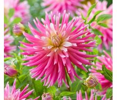 Dahlia Cactus - Good Earth