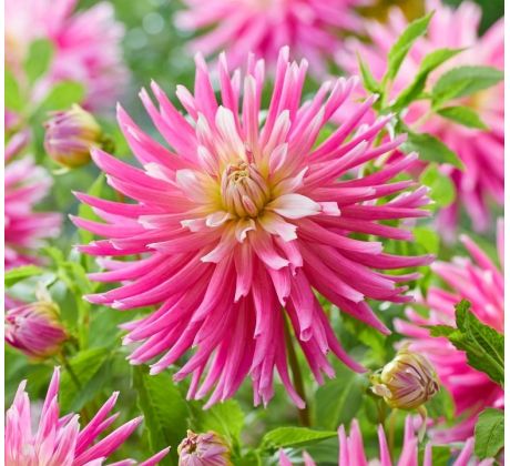 Dahlia Cactus - Good Earth