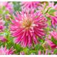 Dahlia Cactus - Good Earth