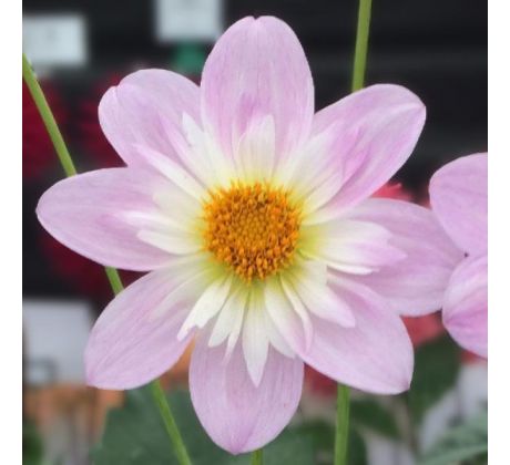 Dahlia - Teesbrook Audrey