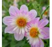 Dahlia - Teesbrook Audrey