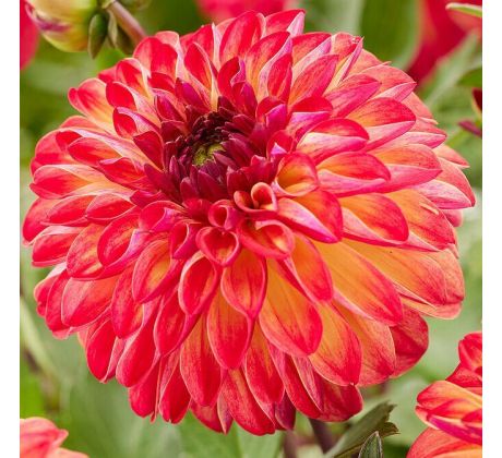 Dahlia - Ding a Dong
