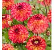 Dahlia - Ding a Dong