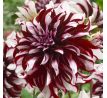 Dahlia Decorative - Tartan