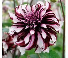 Dahlia Decorative - Tartan