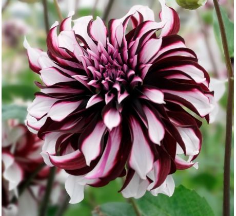 Dahlia Decorative - Tartan