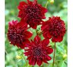 Dahlia - Soulman