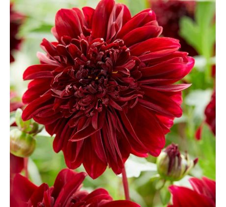 Dahlia - Soulman