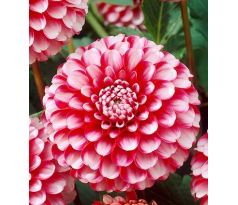 Dahlia Pompon - Little Williem