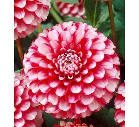 Dahlia Pompon - Little Williem