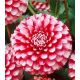 Dahlia Pompon - Little Williem