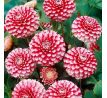 Dahlia Pompon - Little Williem