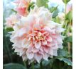 Dahlia - Break Out