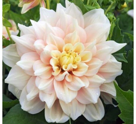 Dahlia - Break Out